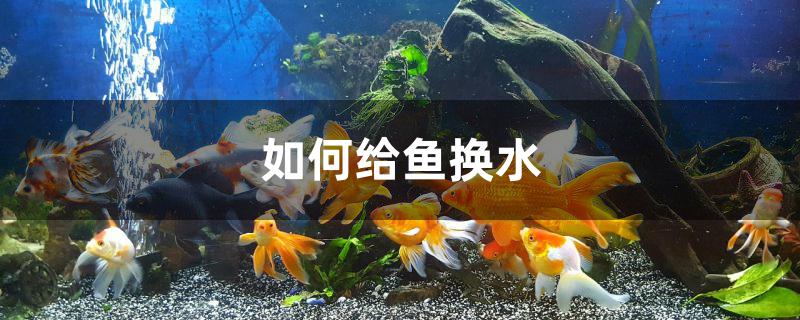 喂食時間_鬃獅蜥喂食時間_狗狗喂食時間