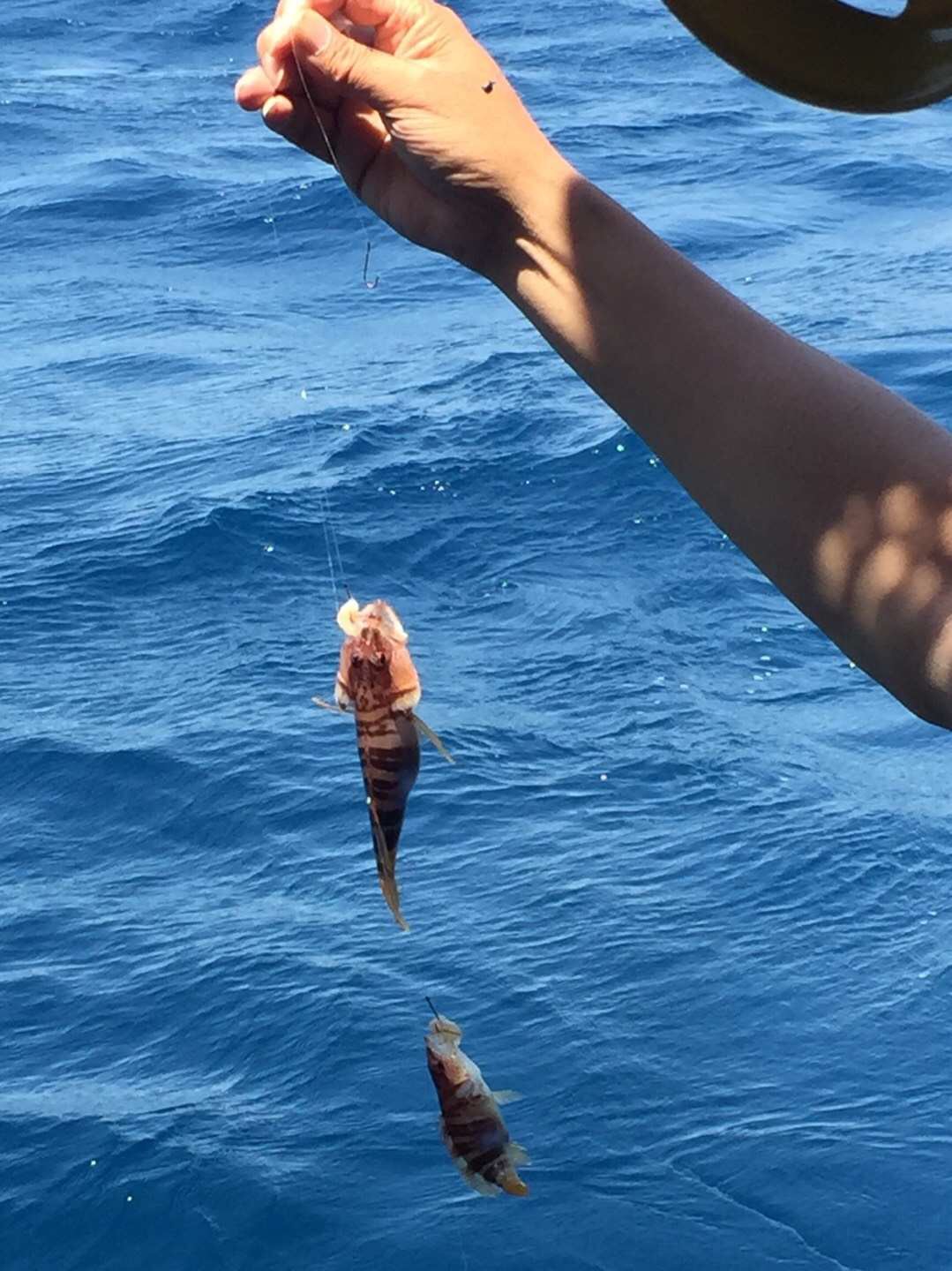 海釣魚餌掛法_釣海魚掛餌的技巧_海釣魚餌怎么掛鉤