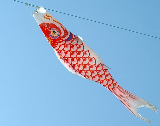 鯉魚旗是什么節日的象征_鯉魚旗節日的象征_旗鯉魚象征節日是什么意思