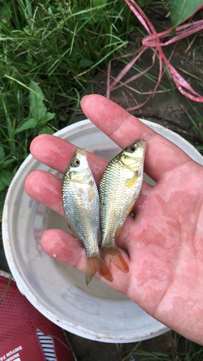 釣滑漂怎么調漂視頻_釣滑漂技巧_滑漂釣魚視頻教學