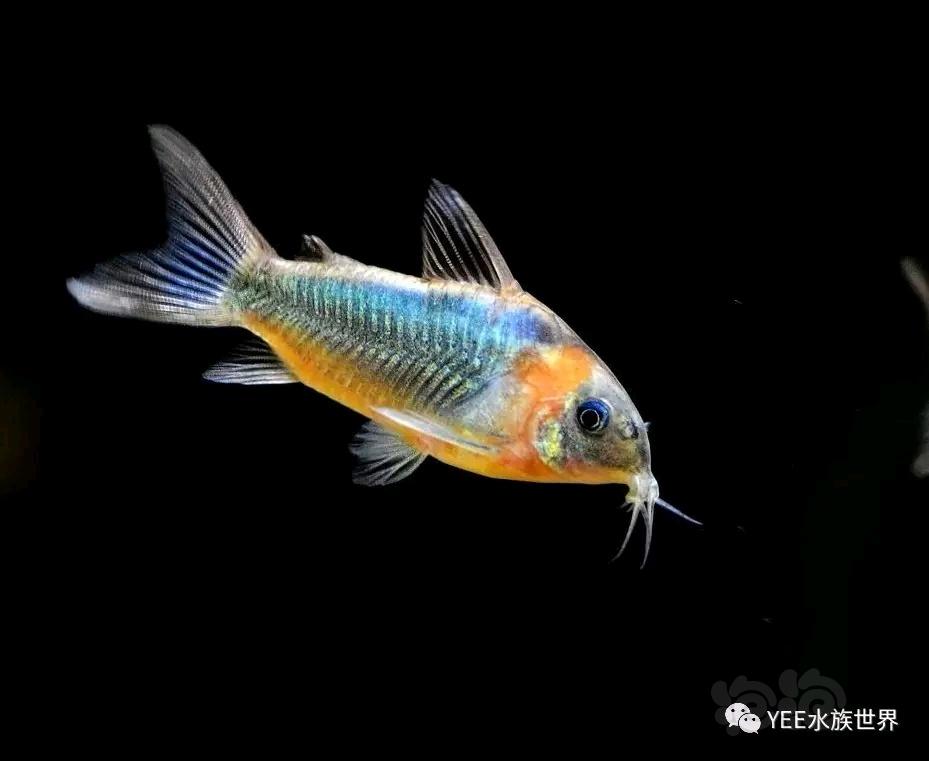 西安觀賞魚_西安看魚的地方_西安魚種