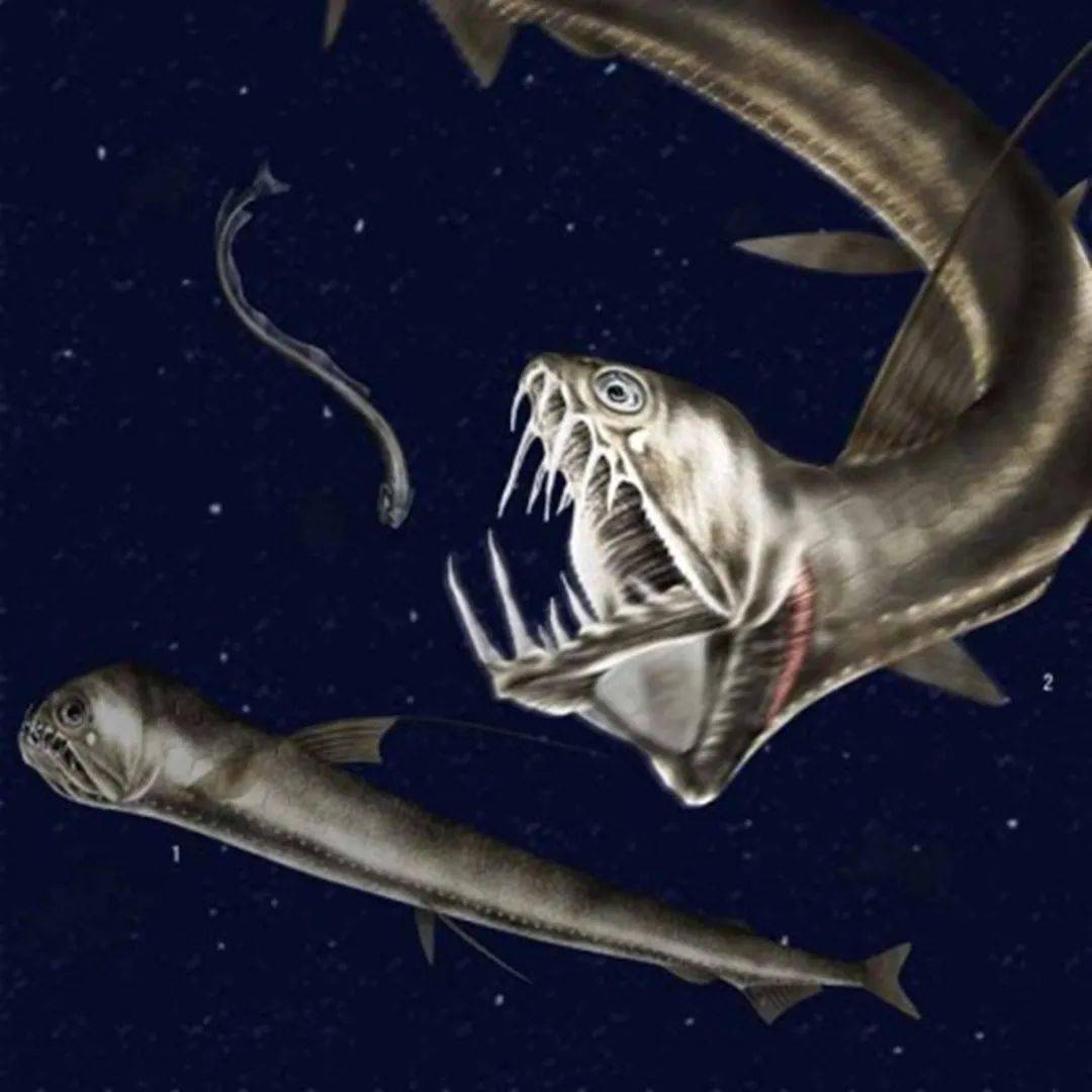 毒蛇魚如何捕食_毒蛇魚吃蛇嗎_毒蛇捕食視頻