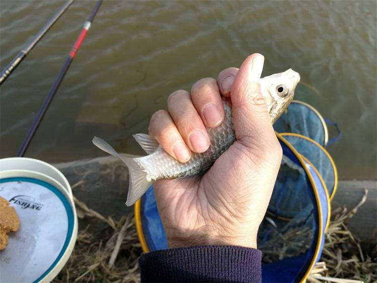 寧國釣魚人app_寧安釣魚網_牡丹江政府網寧安政府