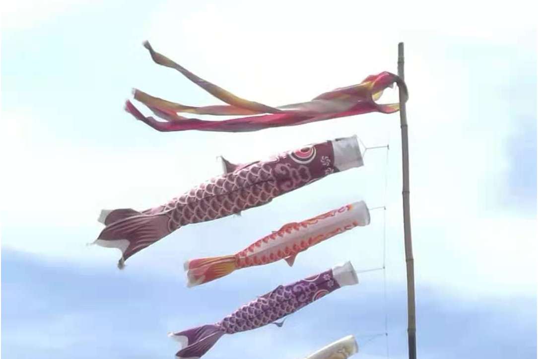 鯉魚旗是什么節日的象征_鯉魚旗節日的象征_旗鯉魚象征節日是什么寓意