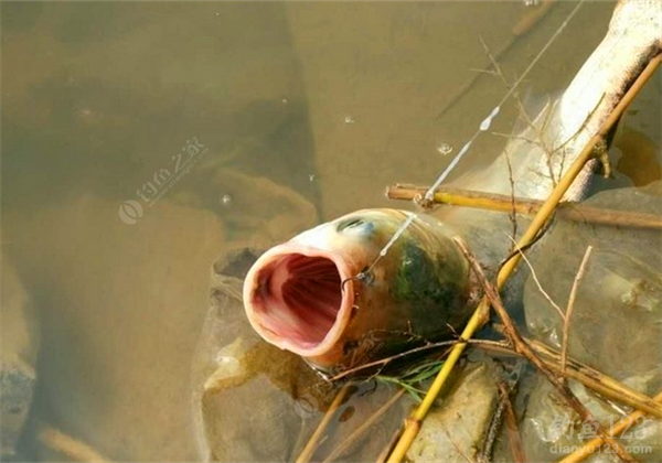 夏季釣鰱鳙浮漂的變化特點，你知道嗎？
