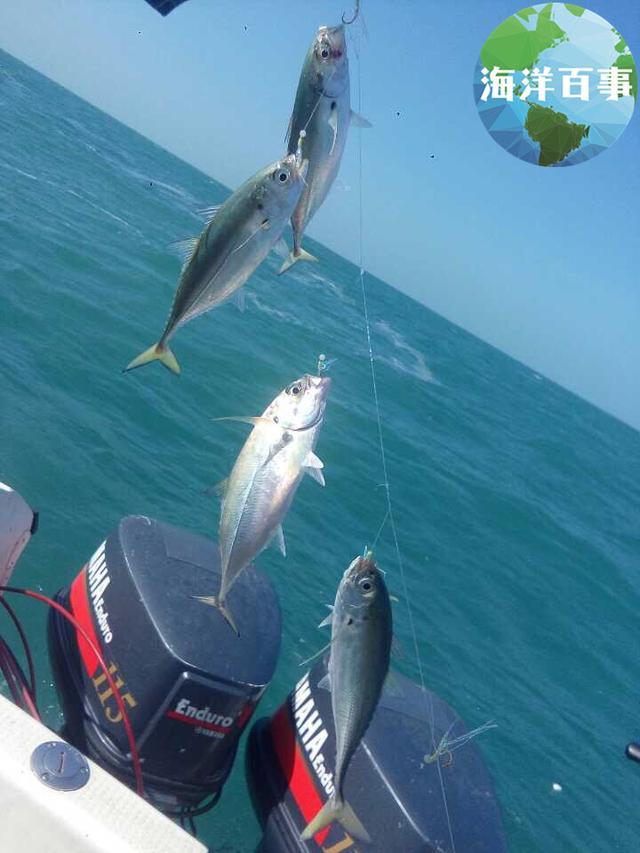 海釣大魚視頻_大海釣魚視頻大全高清_大海釣魚視頻直播全集