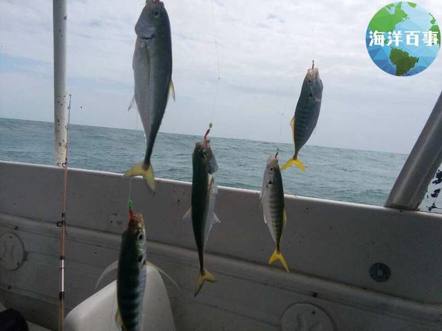 大海釣魚視頻直播全集_大海釣魚視頻大全高清_海釣大魚視頻