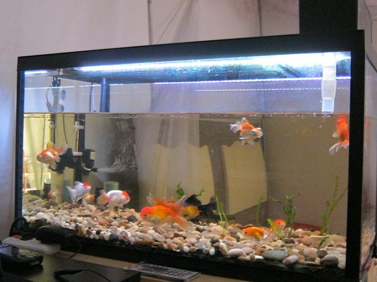 缸鸚鵡魚養了這么久，有遇到黑斑的情況嗎？