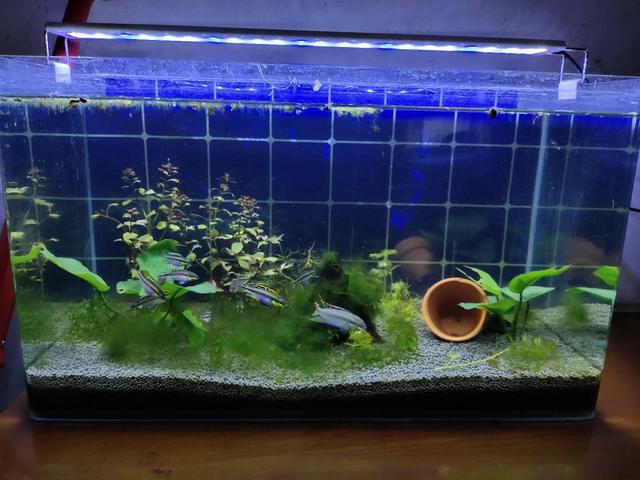 紅鸚鵡變黑_鸚鵡變黑了_鸚鵡身體發黑
