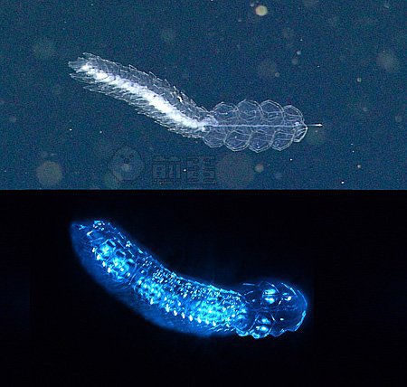毒蛇魚吃蛇嗎_毒蛇魚如何捕食_毒蛇捕獵
