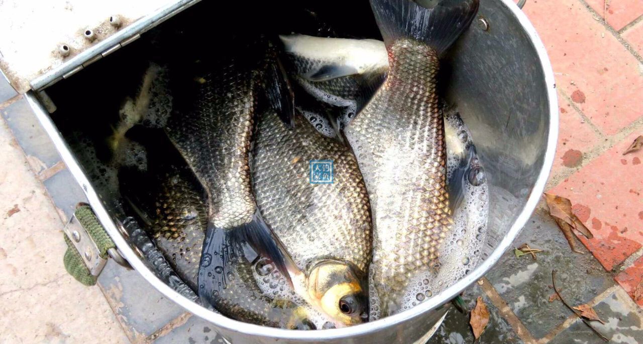 魚餌品牌推廣_推廣魚餌品牌方案_推廣魚餌品牌的目的