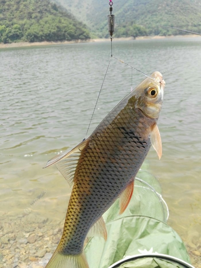 推廣魚餌品牌方案_推廣魚餌品牌的目的_魚餌品牌推廣