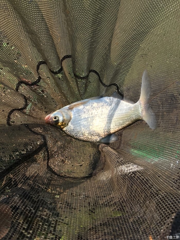 野河里釣草魚怎么釣_野河釣草魚最佳位置_釣河里野草魚違法嗎