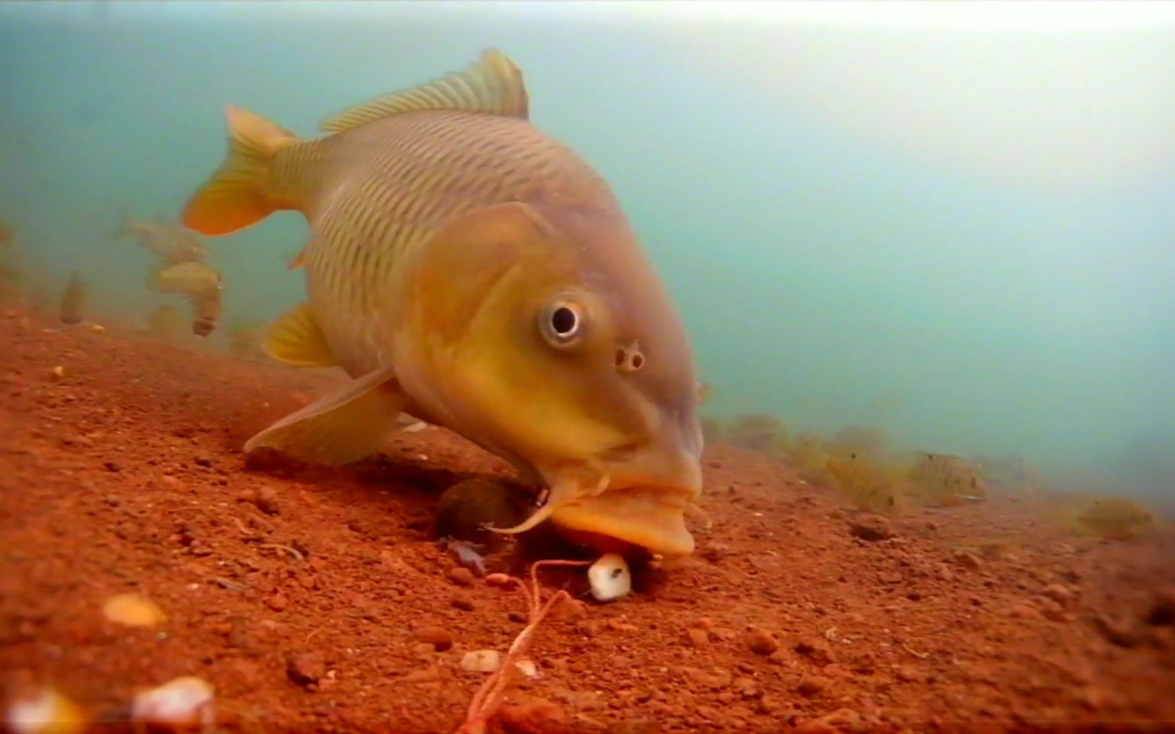 野河里釣草魚怎么釣_野河釣草魚最佳位置_釣河里野草魚違法嗎