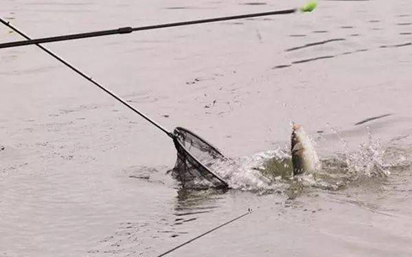 使用排鉤釣魚教程視頻使用釣魚視頻教學釣魚