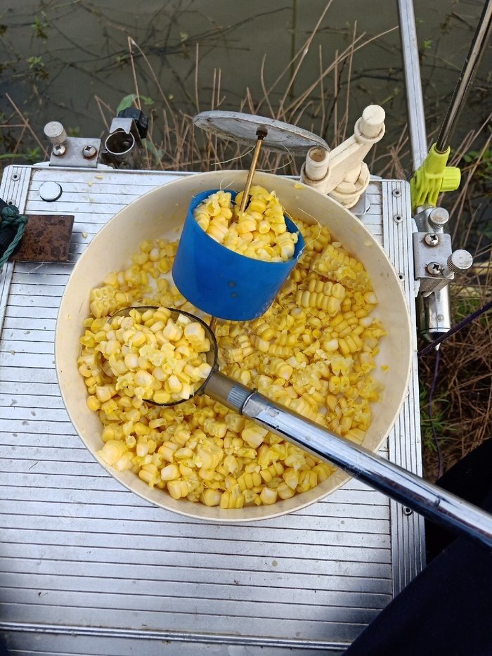 野河里釣草魚怎么釣_野河釣草魚用什么方法才能釣到_釣河里野草魚怎么釣