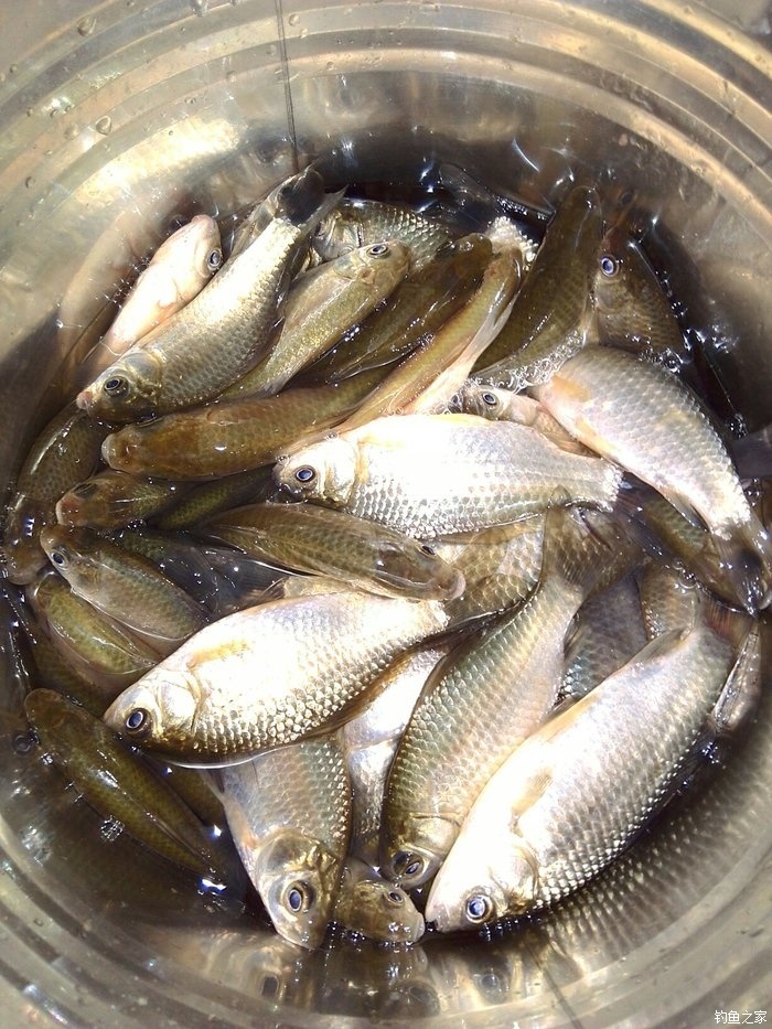 草魚餌料_草魚餌料大草魚_草魚餌料大全