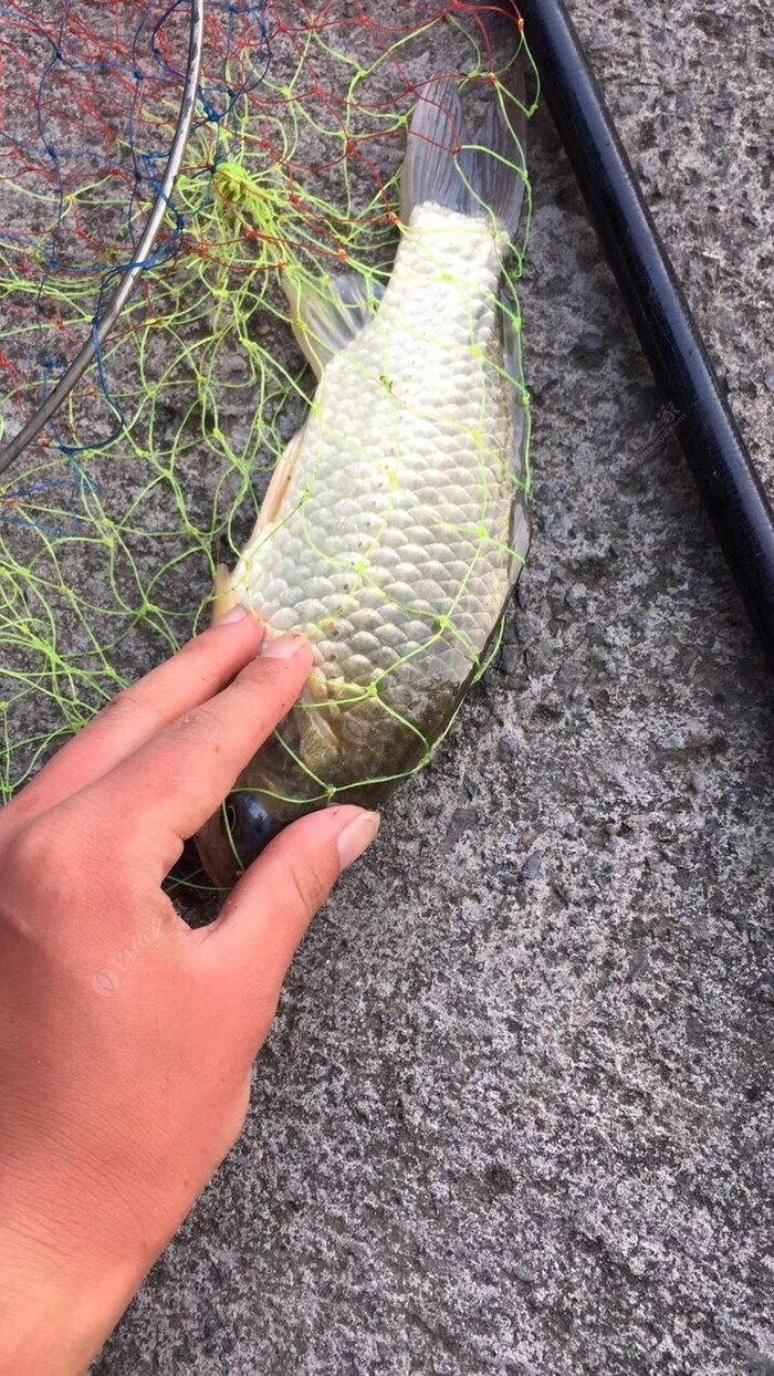 草魚有哪些特征_草魚的特點(簡寫)_草魚優點