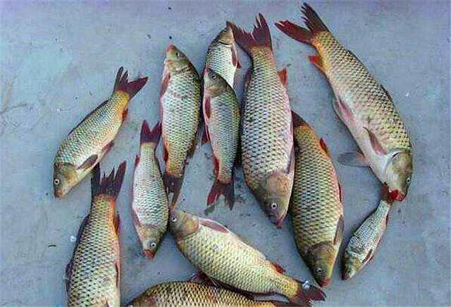 酸筍水釣鯉魚配方_釣魚酸筍水怎么調配_鯉魚酸筍的做法大全