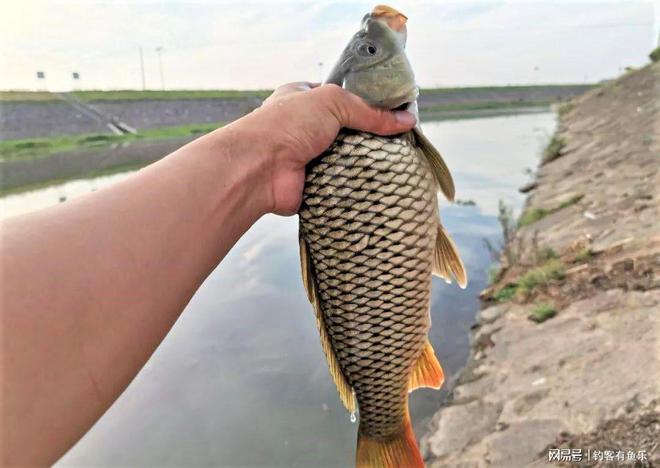 酸筍水釣鯉魚配方_釣魚酸筍水怎么調配_鯉魚酸筍的做法大全
