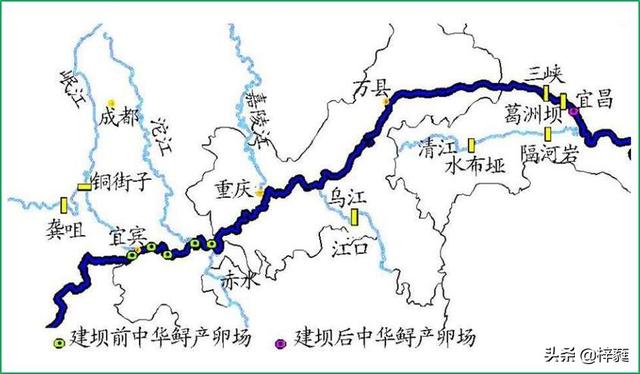 鱘魚_鱘魚圖片_鱘魚是淡水魚還是海魚