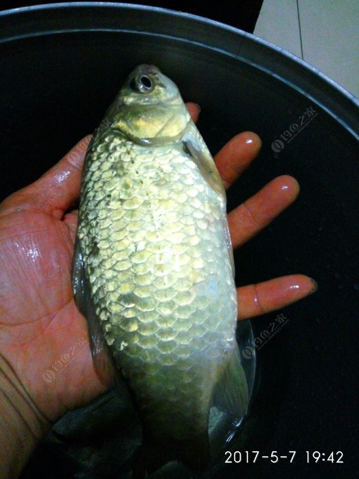 釣配方雞蛋鯽魚餌料怎么配_釣鯽魚用雞蛋調餌料的效果_雞蛋釣鯽魚餌料配方