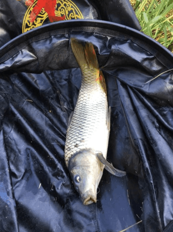 雞蛋釣鯽魚餌料配方_釣鯽魚用雞蛋調餌料的效果_釣配方雞蛋鯽魚餌料怎么配