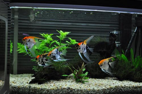 銀龍魚不吃食_銀龍魚吃活魚好嗎_吃銀龍魚犯法嗎