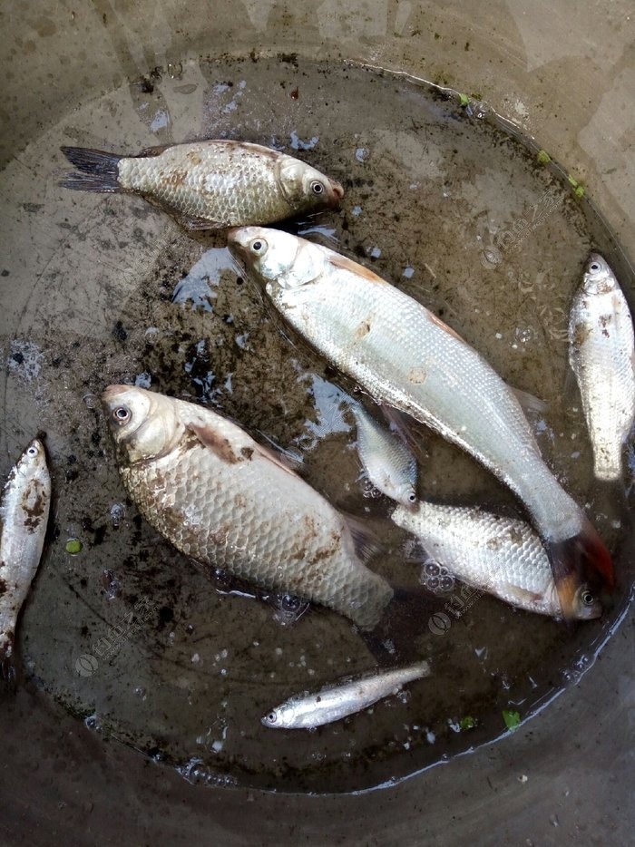 野河里釣草魚怎么釣_釣河里野草魚用什么鉤_野河釣草魚最佳位置