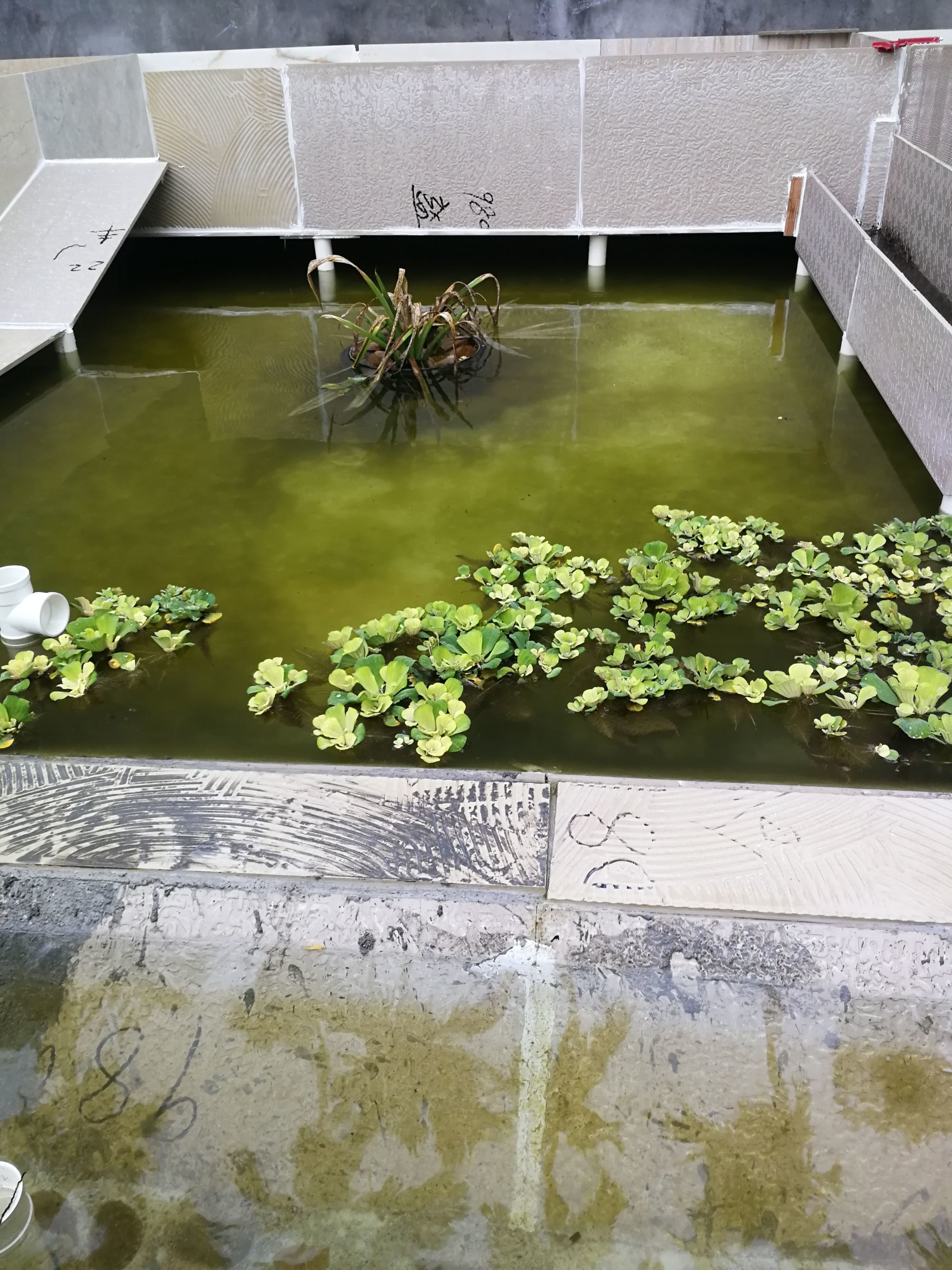養金錢龜犯法嗎_如何養金錢龜_養金錢龜有什么寓意