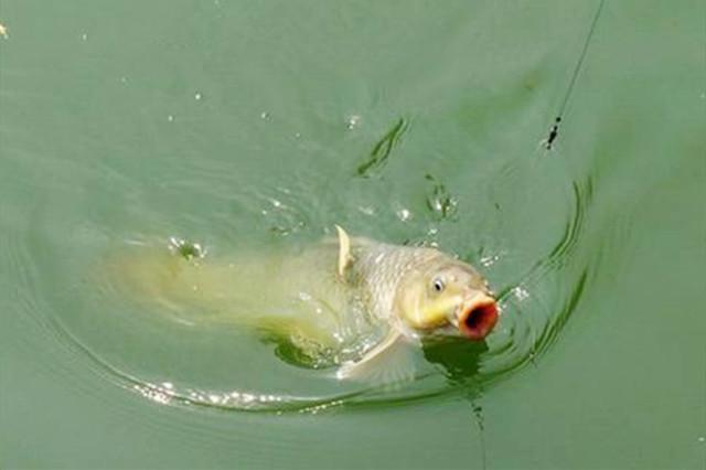 深秋釣鯽魚釣多深水_深秋釣鯽魚什么天氣好_深秋釣鯽魚最佳釣點