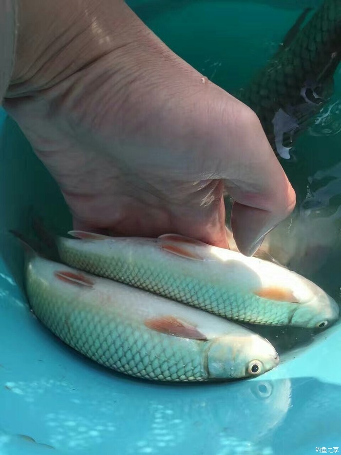 釣魚技巧與經驗_釣魚技巧及方法_釣魚的技巧