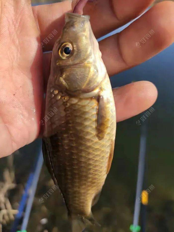 深秋釣鯽魚釣多深水_深秋釣鯽魚最佳釣點_深秋釣鯽魚調幾釣幾