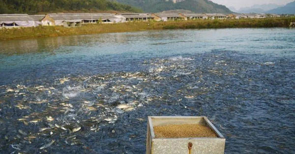 養殖的石斑魚_水產養殖石斑魚_石斑魚養殖