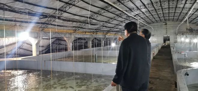 養殖的石斑魚_石斑魚養殖_水產養殖石斑魚