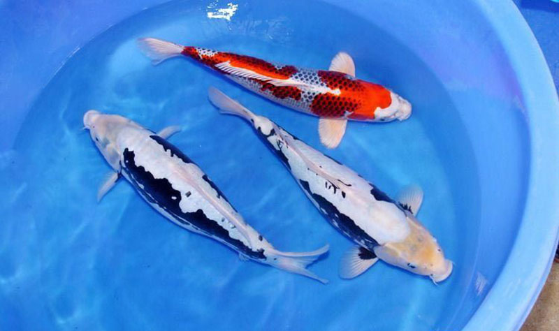 魚龍家族圖_龍魚之家_魚龍家族譜系圖