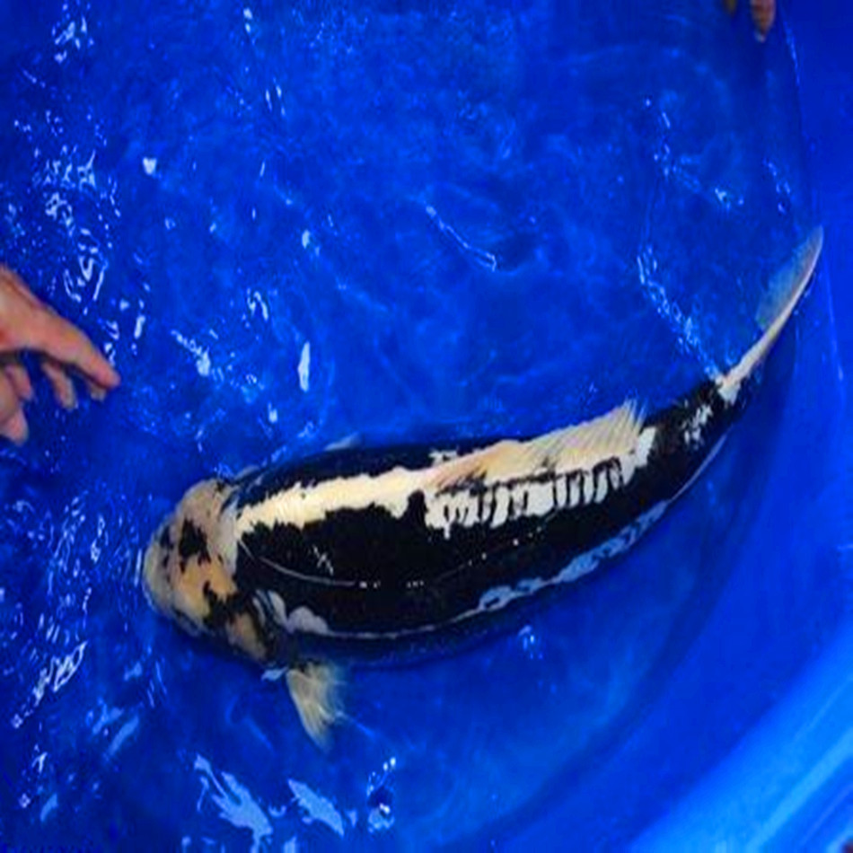 魚龍家族圖_魚龍家族譜系圖_龍魚之家
