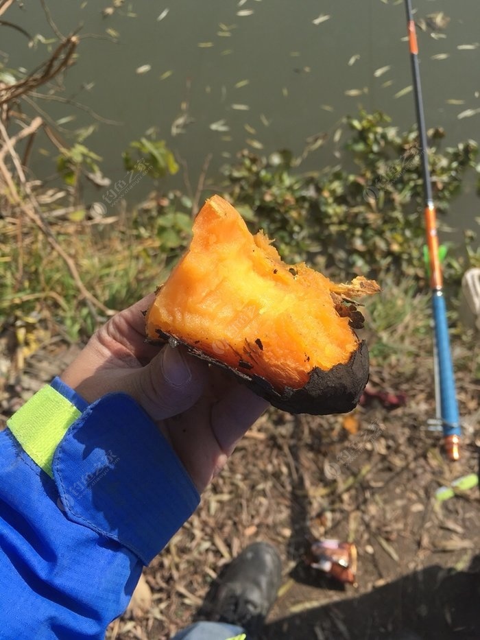 谷麥釣手石頭配方視頻_谷麥釣手石頭釣魚視頻_石頭谷麥釣法