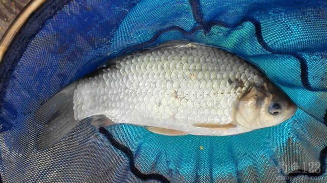 冬季野釣鯽魚線組大小搭配_冬釣鯽魚線組_冬釣鯽魚線組越細越好嗎