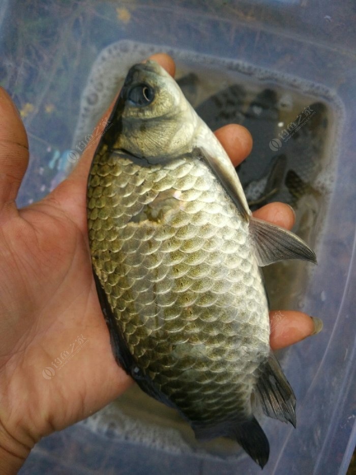 冬釣鯽魚線組_冬季野釣鯽魚線組大小搭配_冬釣鯽魚線組越細越好嗎