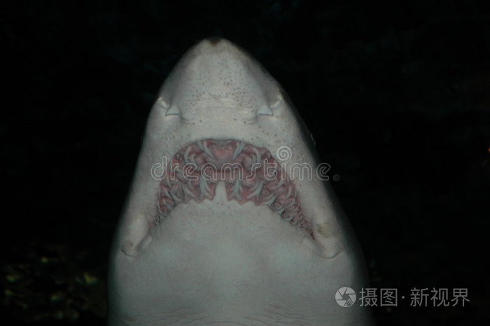 鯊魚捕食_章魚捕食鯊魚_北太平洋巨型章魚捕食鯊魚
