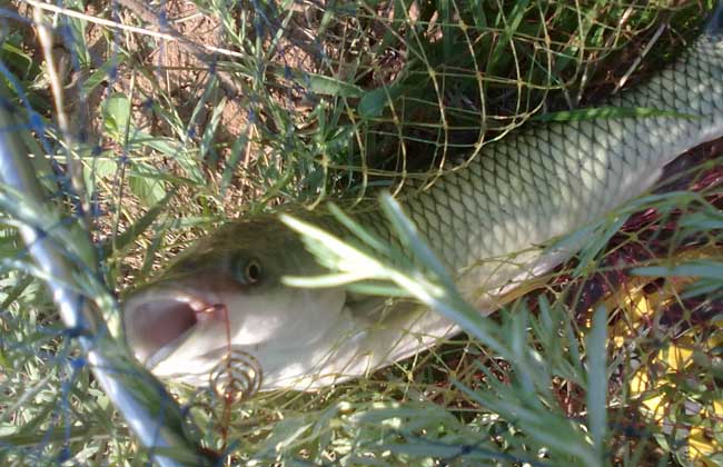 釣草魚用什么方法最好_釣草魚用什么釣法_釣草魚用什么釣法最好