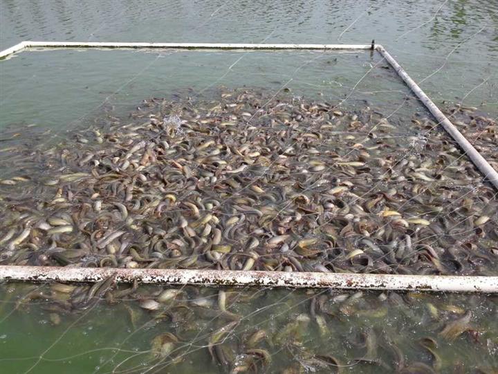 養殖算泥鰍利潤成本嗎_養殖泥鰍的利潤_泥鰍養殖利潤和成本怎么算