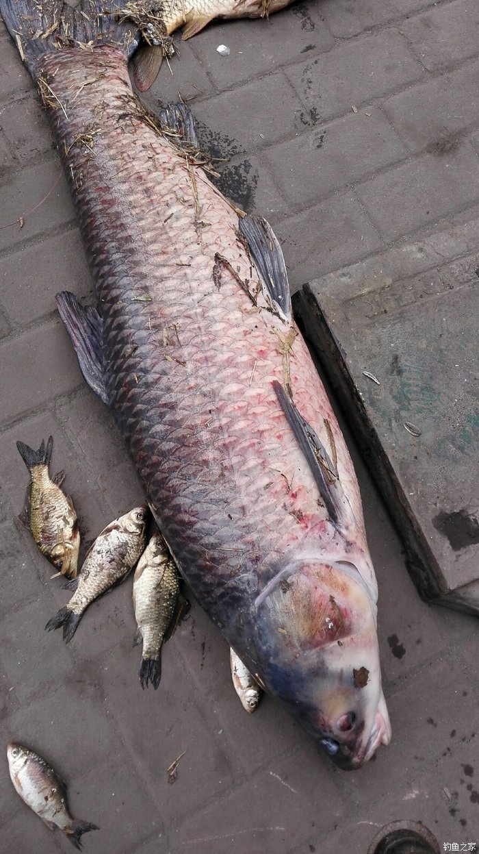 螺螄青魚是什么魚_螺螄青魚是海鮮嗎_螺螄青魚與草魚區別