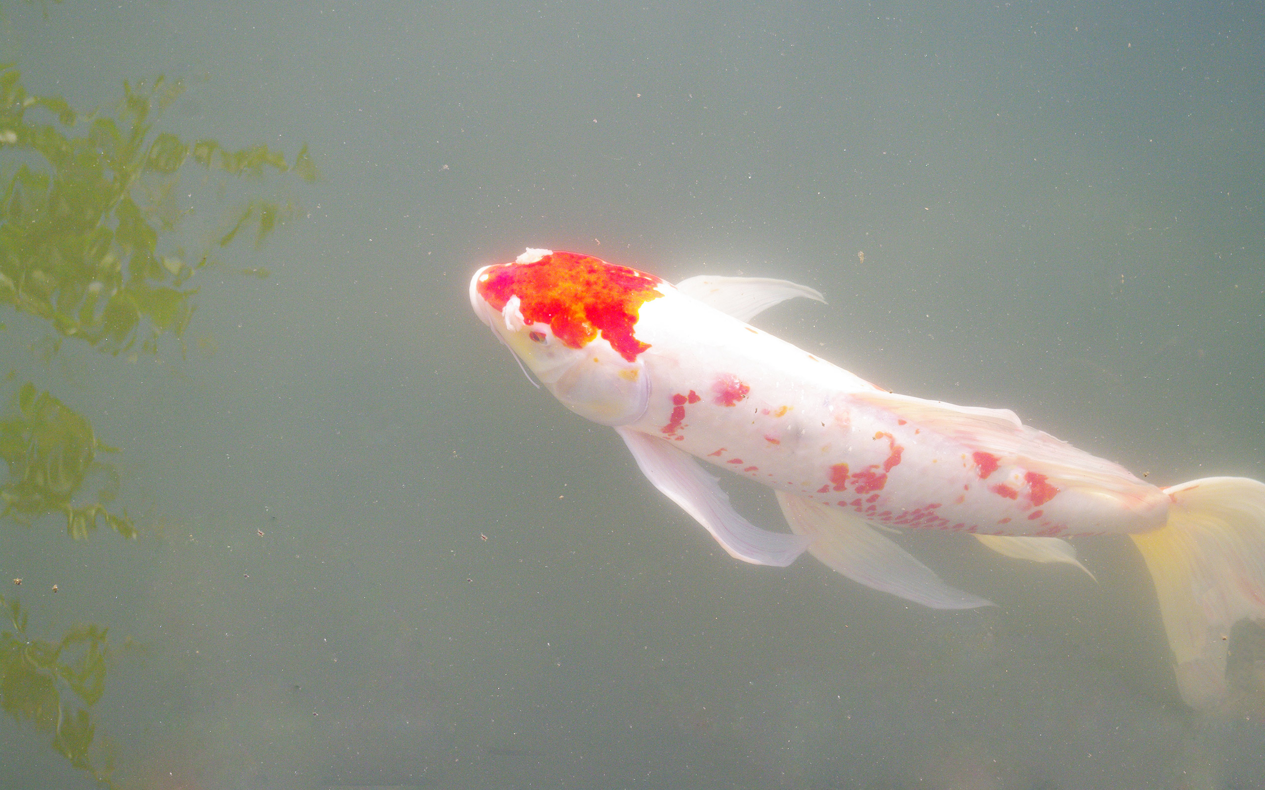 吃銀龍魚會得報應嗎_銀龍吃魚會卡死嗎_銀龍魚不吃食
