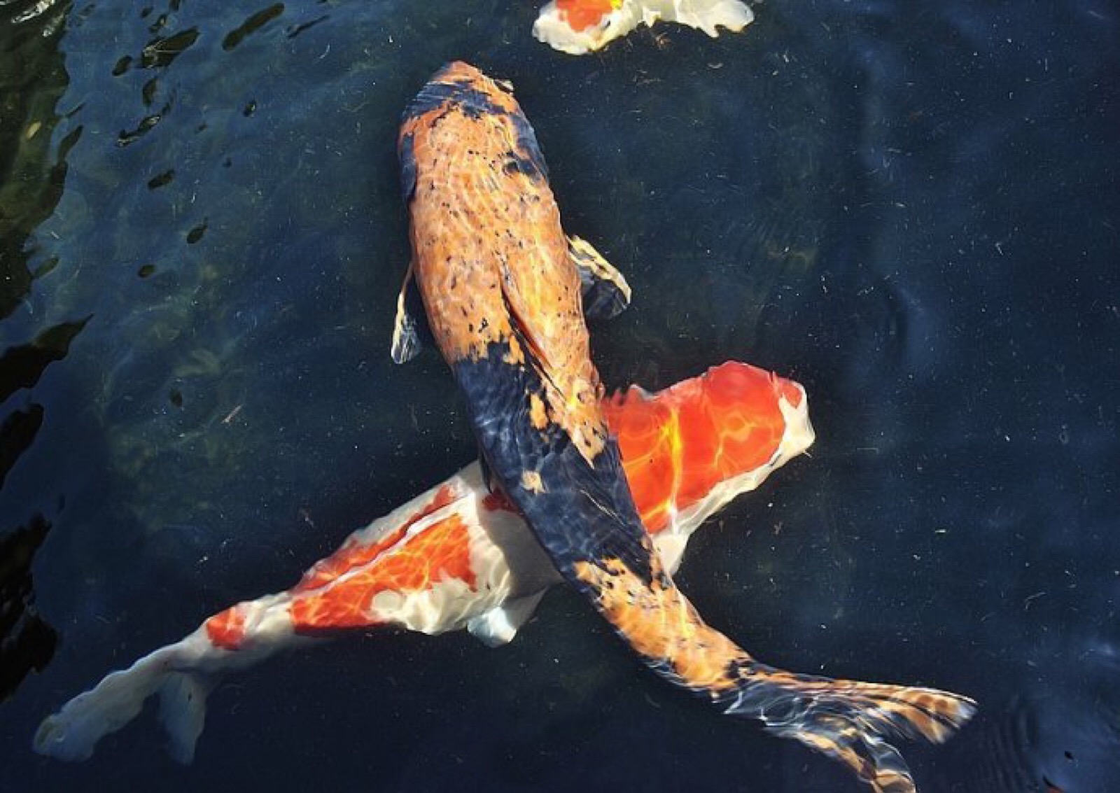 吃銀龍魚會得報應嗎_銀龍魚不吃食_銀龍吃魚會卡死嗎
