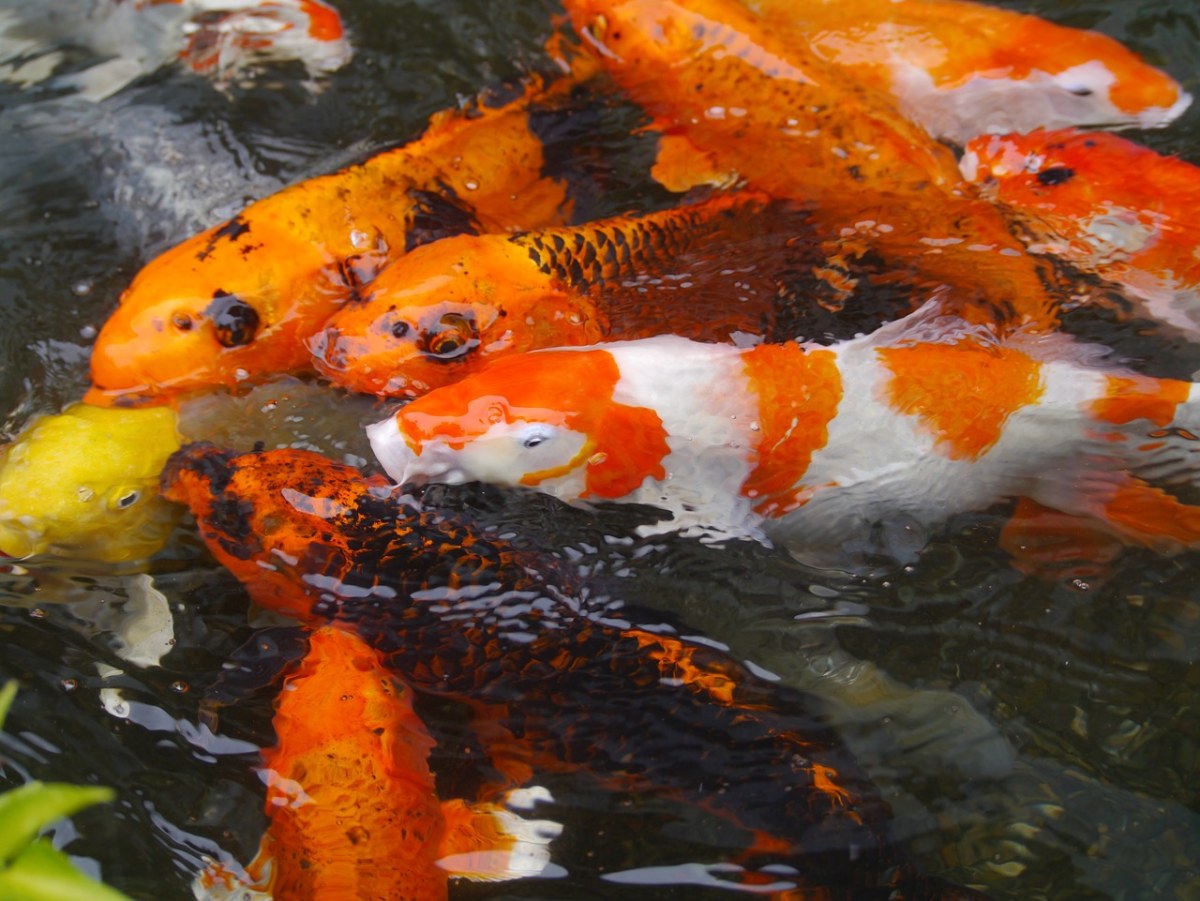 銀龍魚不吃食_吃銀龍魚會得報應嗎_銀龍吃魚會卡死嗎