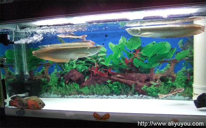 吃銀龍魚犯法嗎_銀龍魚不吃食_銀龍魚吃魚