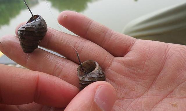 螺螄青魚與草魚區別_螺螄青魚是什么魚_螺螄青魚功效與作用