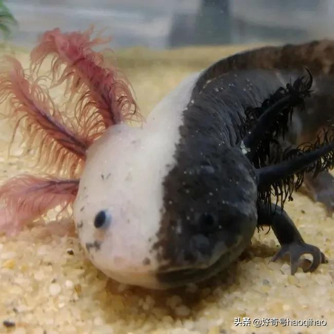 六角龍魚飲食合理的飲食是什么？